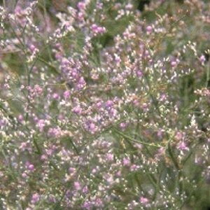 Limonium latifolium P9 BIO - afbeelding 3