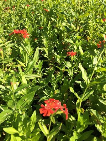 Lychnis chalcedonica P9 BIO - afbeelding 8
