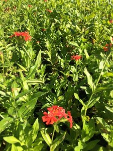 Lychnis chalcedonica P9 BIO - afbeelding 8