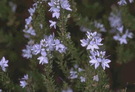 Veronica prostrata P9 - afbeelding 1
