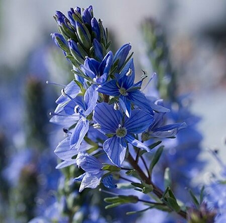 Veronica prostrata P9 - afbeelding 2