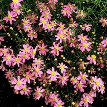 Coreopsis rosea 'American Dream' C2 - afbeelding 5