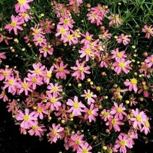 Coreopsis rosea 'American Dream' C2 - afbeelding 5
