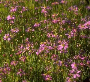 Coreopsis rosea 'American Dream' C2 - afbeelding 1