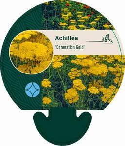 Achillea 'Coronation Gold' C2 - afbeelding 5