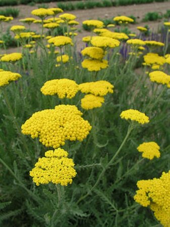 Achillea 'Coronation Gold' C2 - afbeelding 2