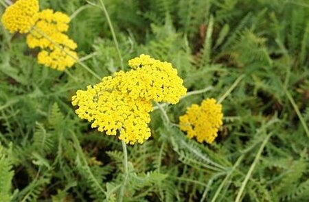 Achillea 'Coronation Gold' C2 - afbeelding 1
