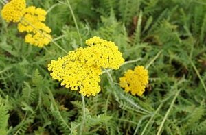 Achillea 'Coronation Gold' C2 - afbeelding 1