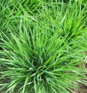 Briza media 'Limouzi' P9