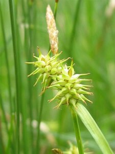 Carex flava P9
