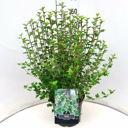 Ribes alpinum 'Schmidt' 125/150 C. - afbeelding 3