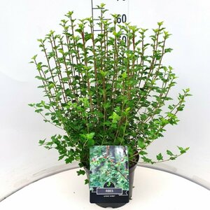 Ribes alpinum 'Schmidt' 125/150 C. - afbeelding 3