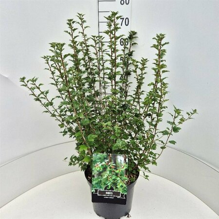 Ribes alpinum 'Schmidt' 125/150 C. - afbeelding 4