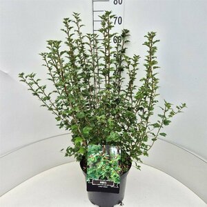 Ribes alpinum 'Schmidt' 125/150 C. - afbeelding 4