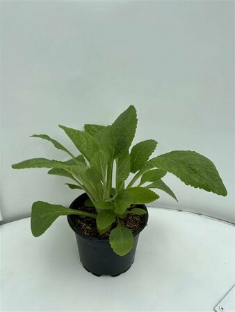 Digitalis purpurea C1.5 - afbeelding 5