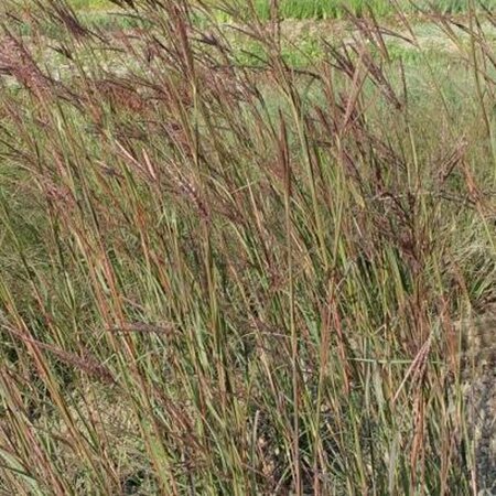 Andropogon gerardii C5