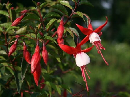 Fuchsia 'Madame Cornelissen' P9 - afbeelding 3