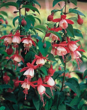 Fuchsia 'Madame Cornelissen' P9 - afbeelding 4