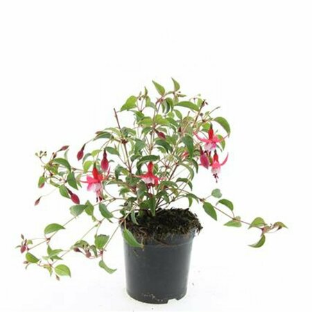 Fuchsia 'Madame Cornelissen' P9 - afbeelding 6