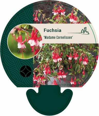 Fuchsia 'Madame Cornelissen' P9 - afbeelding 2