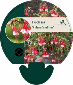 Fuchsia 'Madame Cornelissen' P9 - afbeelding 2