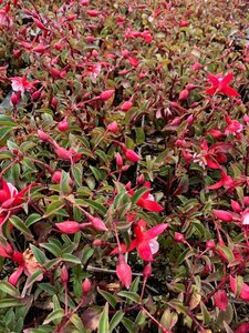 Fuchsia 'Madame Cornelissen' P9 - afbeelding 1