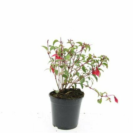 Fuchsia 'Madame Cornelissen' P9 - afbeelding 7