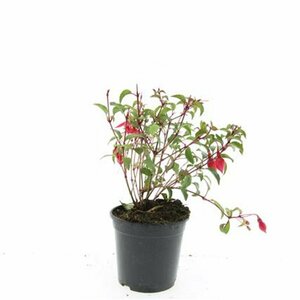 Fuchsia 'Madame Cornelissen' P9 - afbeelding 7