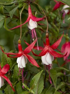 Fuchsia 'Madame Cornelissen' P9 - afbeelding 5