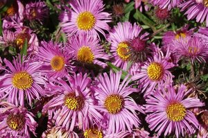 Aster novae-angliae 'Barr's Pink' P9 - afbeelding 3
