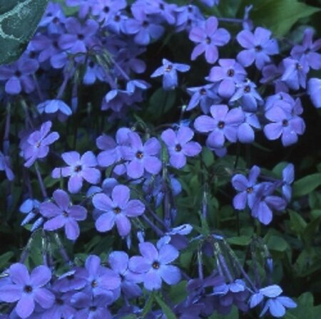 Phlox stolon. 'Blue Ridge' P9 - afbeelding 1