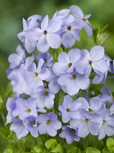 Phlox stolon. 'Blue Ridge' P9 - afbeelding 2