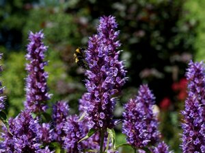 Agastache 'Beelicious Purple' P9 - afbeelding 2