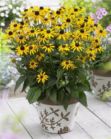 Rudbeckia fulgida 'Little Goldstar' C4 - afbeelding 3