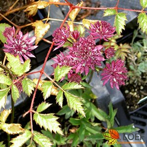 Astrantia major 'Rubra' C2 - afbeelding 1