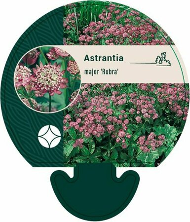Astrantia major 'Rubra' C2 - afbeelding 2