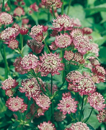 Astrantia major 'Rubra' C2 - afbeelding 3