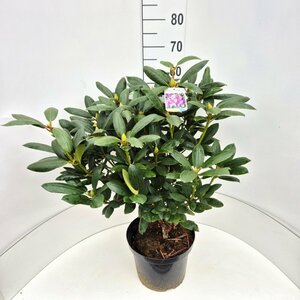 Rhododendron 'Roseum Elegans' 50/60 C.  - afbeelding 2