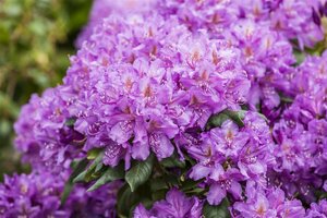 Rhododendron 'Lee's Dark Purple' 60/80 C. - afbeelding 1