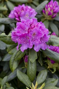 Rhododendron 'Lee's Dark Purple' 60/80 C. - afbeelding 3