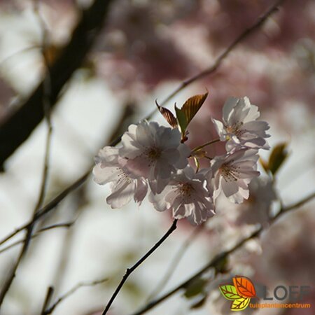 Prunus 'Accolade' 200/225 C. Meerstammig - afbeelding 2