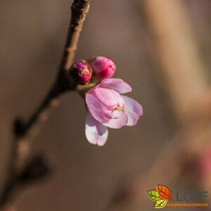 Prunus subhirtella 'Autumnalis Rosea' 250/275 C. Meerstammig - afbeelding 4