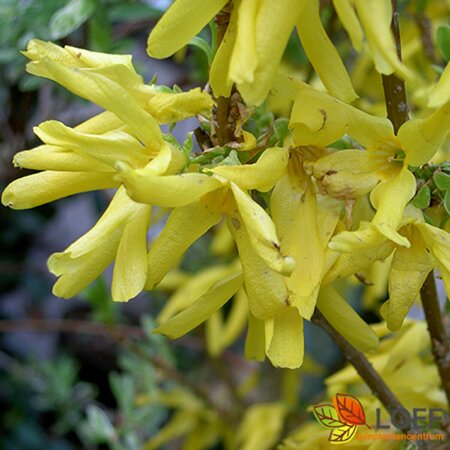 Forsythia intermedia 'Spectabilis' 125/150 C. - afbeelding 1