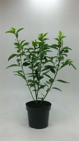 Forsythia intermedia 'Spectabilis' 125/150 C. - afbeelding 7