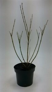 Forsythia intermedia 'Spectabilis' 125/150 C. - afbeelding 4