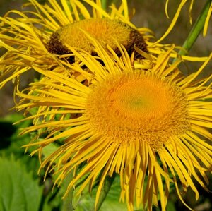 Telekia speciosa C2 - afbeelding 2