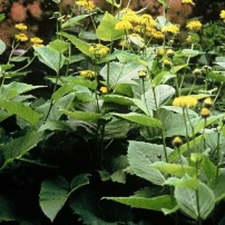 Telekia speciosa C2 - afbeelding 3