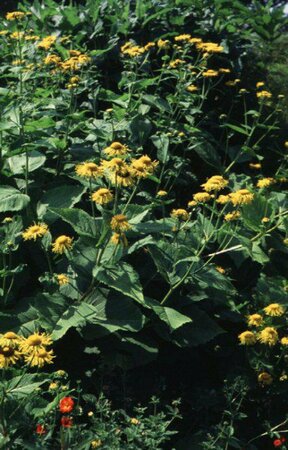 Telekia speciosa C2 - afbeelding 1