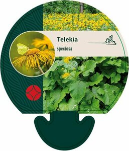 Telekia speciosa C2 - afbeelding 4