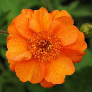 Geum 'Prinses Juliana' C2 - afbeelding 1